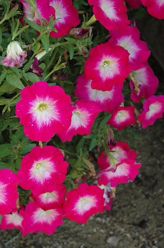 Cascadias Fantasy Hot Pink Petunia (Petunia 'Cascadias Fantasy Hot Pink') at Longfellow's Greenhouses