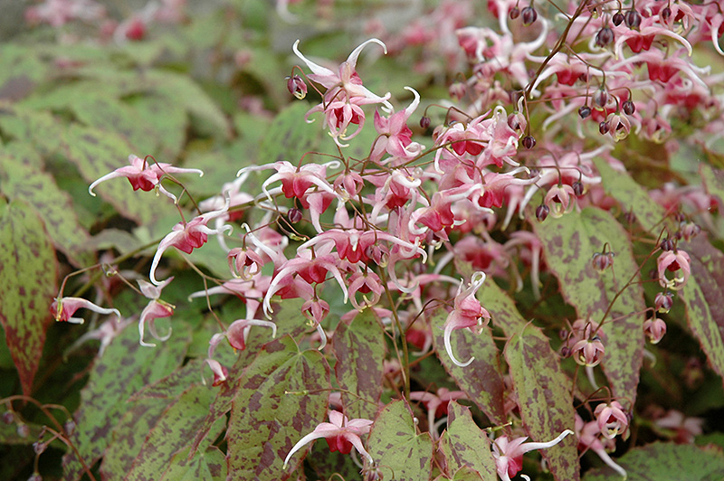 Pink Champagne Fairy Wings (Epimedium 'Pink Champagne') at Longfellow's Greenhouses