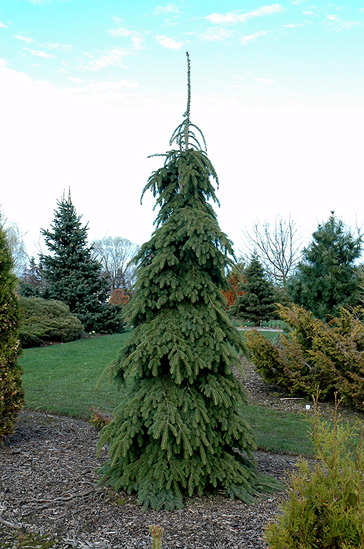 Weeping White Spruce (Picea glauca 'Pendula') at Longfellow's Greenhouses