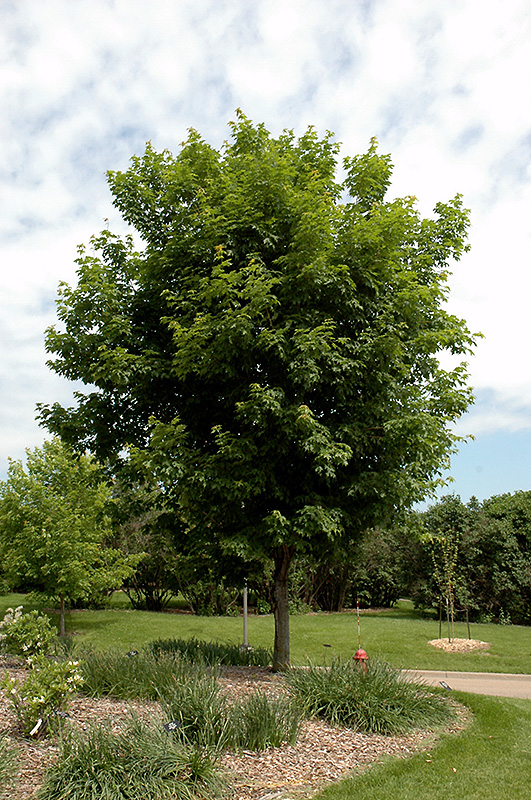 Sugar Maple (Acer saccharum) at Longfellow's Greenhouses