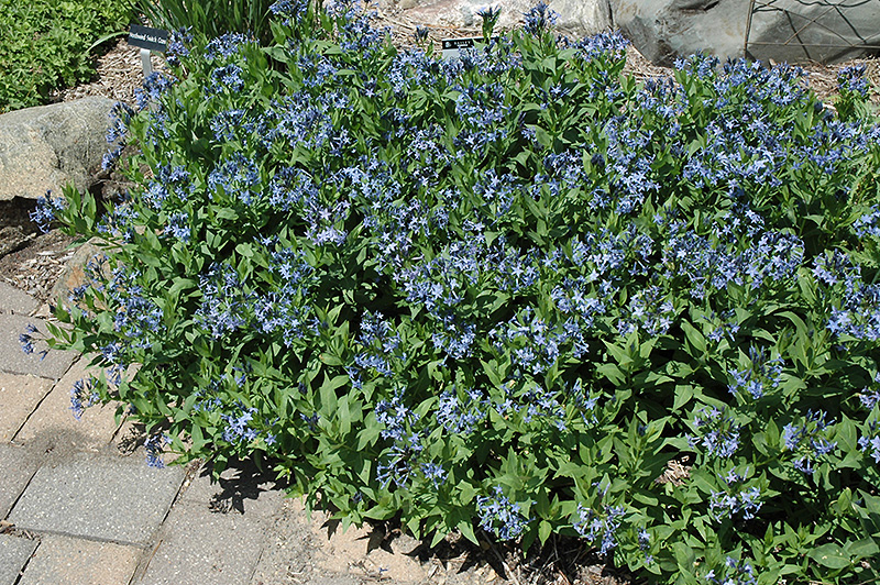 Blue Ice Star Flower (Amsonia tabernaemontana 'Blue Ice') at Longfellow's Greenhouses