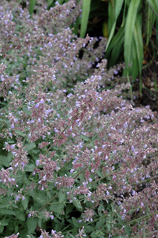 Cat's Meow Catmint (Nepeta x faassenii 'Cat's Meow') at Longfellow's Greenhouses