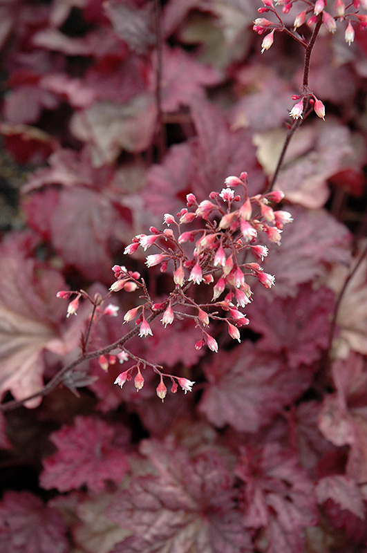Berry Smoothie Coral Bells (Heuchera 'Berry Smoothie') at Longfellow's Greenhouses