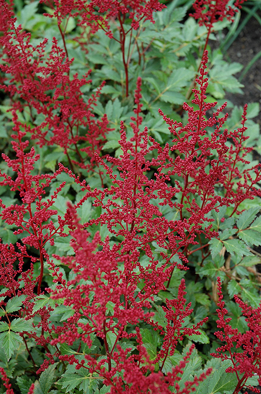 Red Sentinel Astilbe (Astilbe x arendsii 'Red Sentinel') at Longfellow's Greenhouses