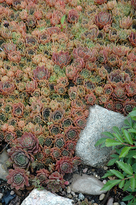 Silverine Hens And Chicks (Sempervivum 'Silverine') at Longfellow's Greenhouses