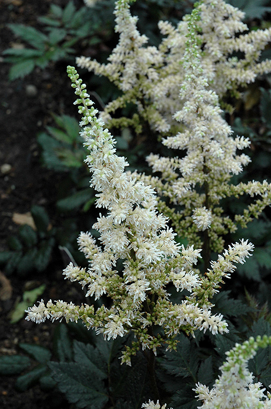 Visions in White Chinese Astilbe (Astilbe chinensis 'Visions in White') at Longfellow's Greenhouses