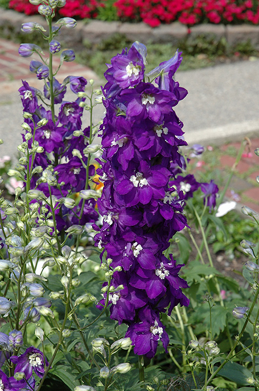 Purple Passion Larkspur (Delphinium 'Purple Passion') at Longfellow's Greenhouses