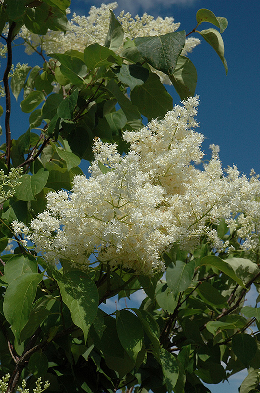 Ivory Silk Tree Lilac (tree form) (Syringa reticulata 'Ivory Silk (tree form)') at Longfellow's Greenhouses