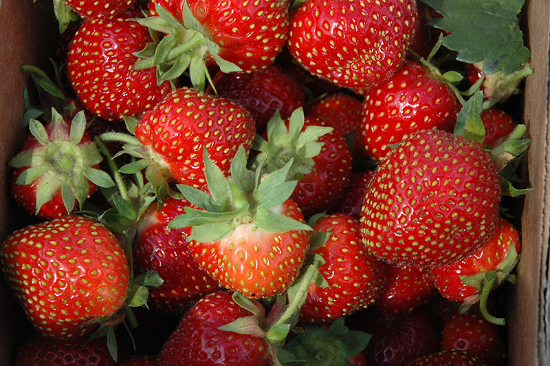 Allstar Strawberry (Fragaria 'Allstar') at Longfellow's Greenhouses