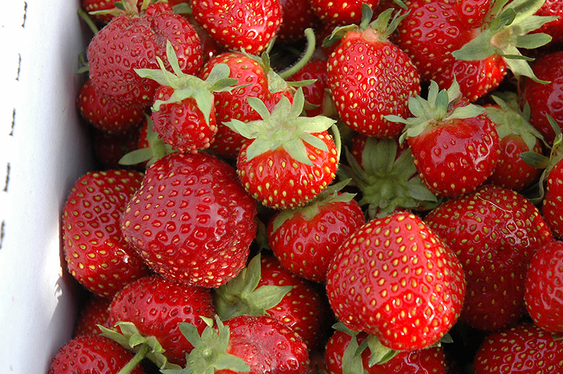 Seascape Strawberry (Fragaria 'Seascape') at Longfellow's Greenhouses