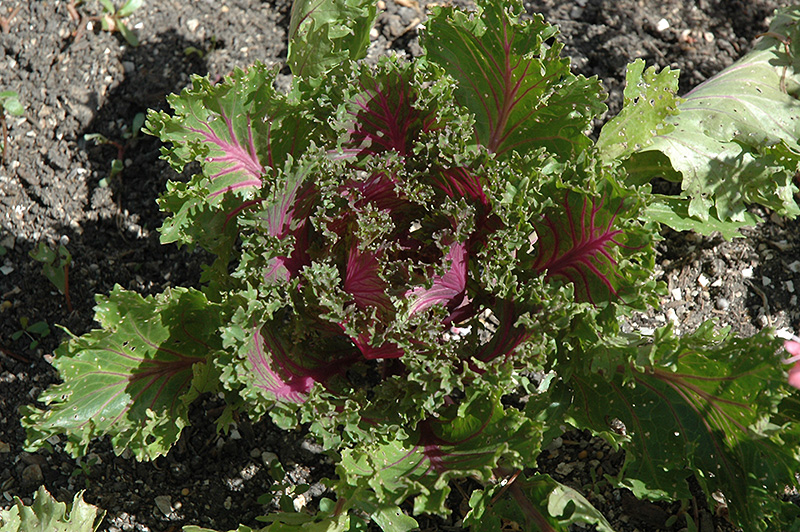 Glamour Red Kale (Brassica oleracea var. acephala 'Glamour Red') at Longfellow's Greenhouses