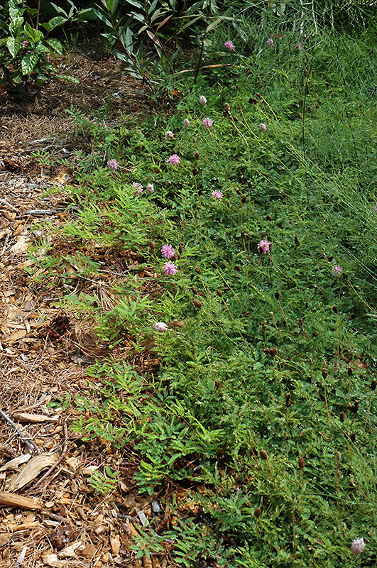 Powderpuff (Mimosa strigillosa) at Longfellow's Greenhouses