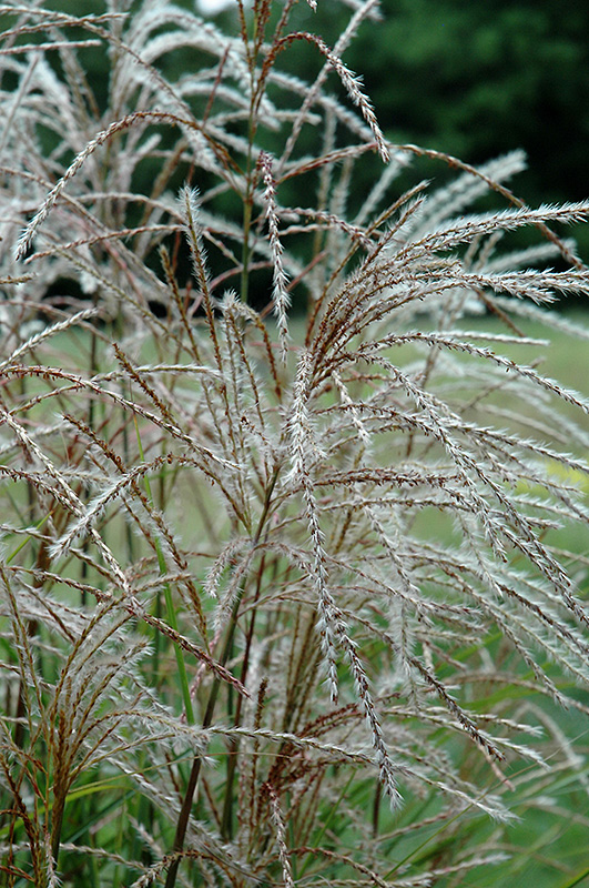 Huron Sunrise Maiden Grass (Miscanthus sinensis 'Huron Sunrise') at Longfellow's Greenhouses