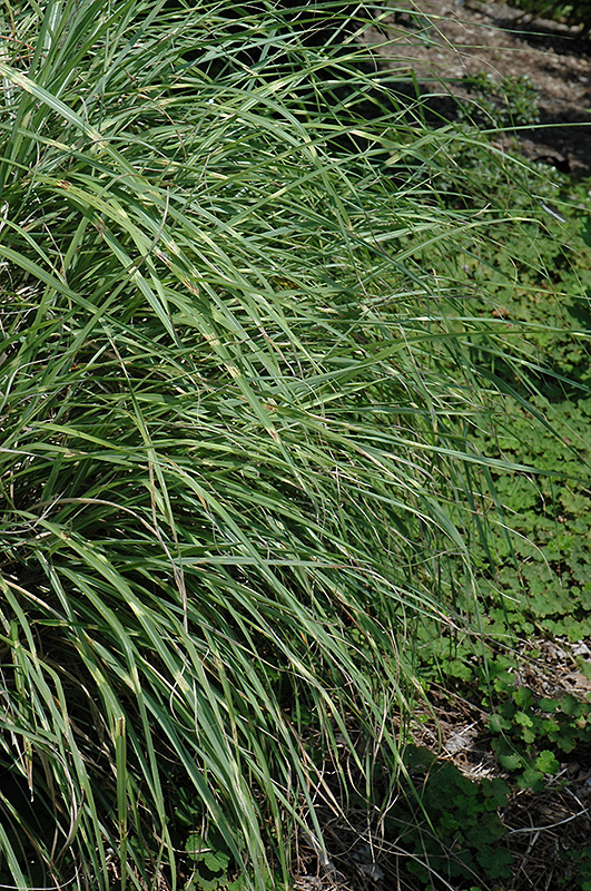 Little Zebra Dwarf Maiden Grass (Miscanthus sinensis 'Little Zebra') at Longfellow's Greenhouses