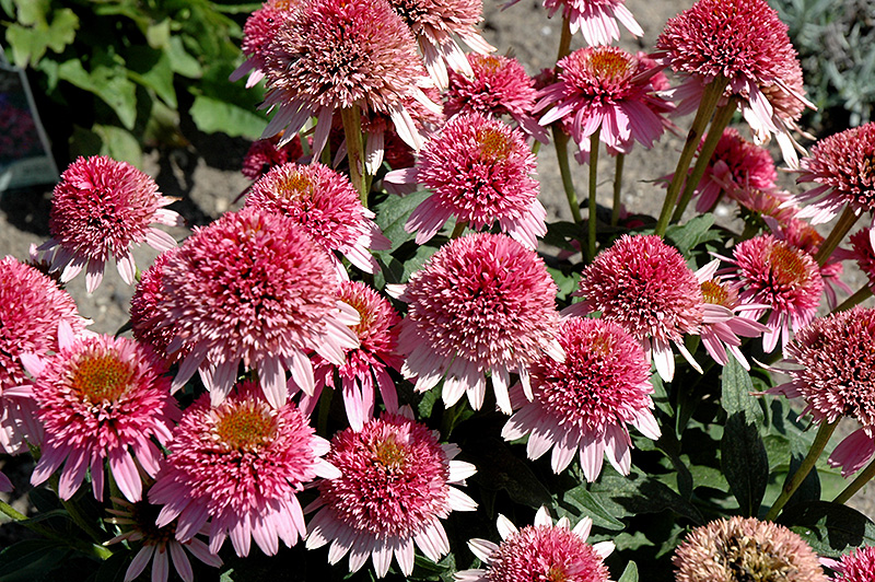 Butterfly Kisses Coneflower (Echinacea purpurea 'Butterfly Kisses') at Longfellow's Greenhouses