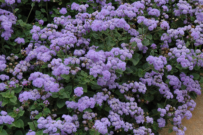 High Tide Blue Flossflower (Ageratum 'PAS347557') at Longfellow's Greenhouses