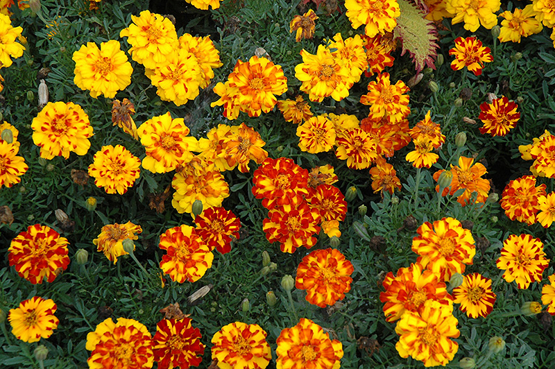 Durango Bolero Marigold (Tagetes patula 'Durango Bolero') at Longfellow's Greenhouses