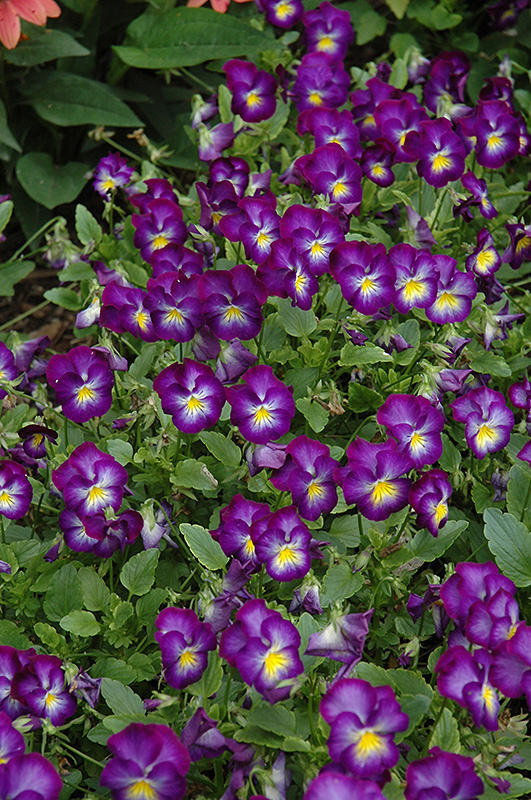 Halo Violet Pansy (Viola cornuta 'Halo Violet') at Longfellow's Greenhouses