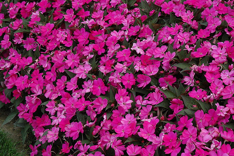 SunPatiens Compact Lilac New Guinea Impatiens (Impatiens 'SunPatiens Compact Lilac') at Longfellow's Greenhouses