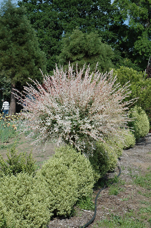 Tricolor Willow (tree form) (Salix integra 'Hakuro Nishiki (tree form)') at Longfellow's Greenhouses