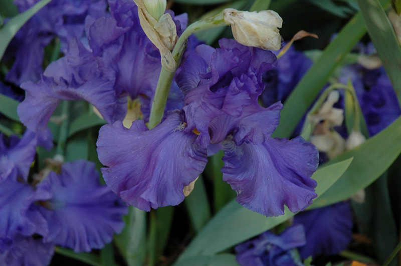 Breakers Iris (Iris 'Breakers') at Longfellow's Greenhouses