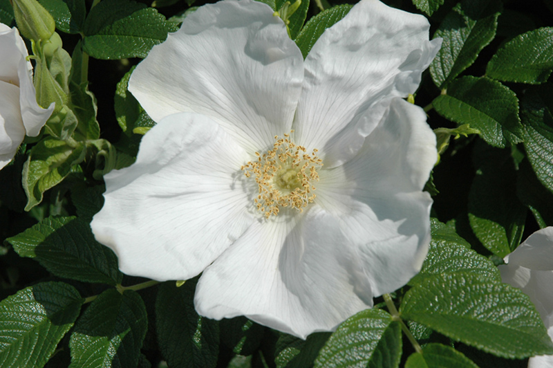 White Rugosa Rose (Rosa rugosa 'Alba') at Longfellow's Greenhouses