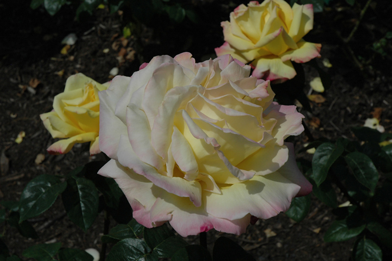 Peace Rose (Rosa 'Peace') at Longfellow's Greenhouses