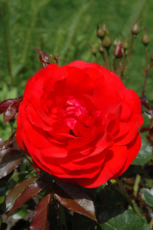 Trumpeter Rose (Rosa 'Mactru') at Longfellow's Greenhouses