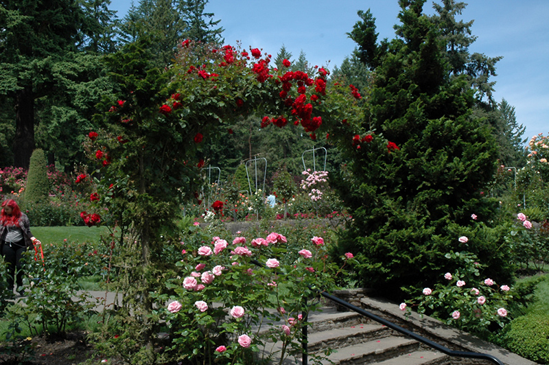 Ramblin' Red Rose (Rosa 'Ramblin' Red') at Longfellow's Greenhouses
