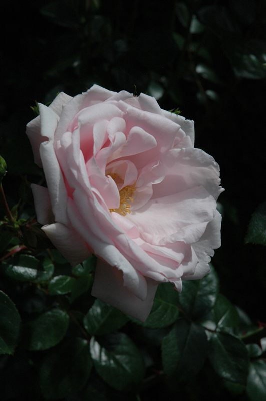 New Dawn Rose (Rosa 'New Dawn') at Longfellow's Greenhouses