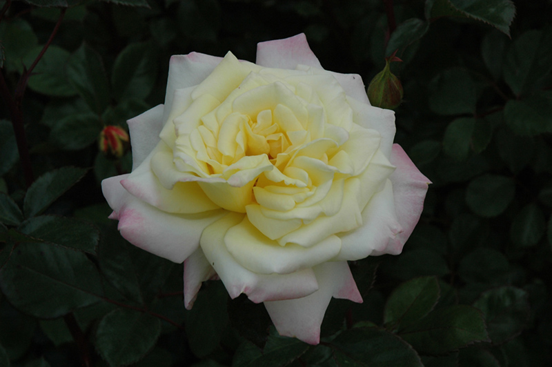 Music Box Rose (Rosa 'BAIbox') at Longfellow's Greenhouses