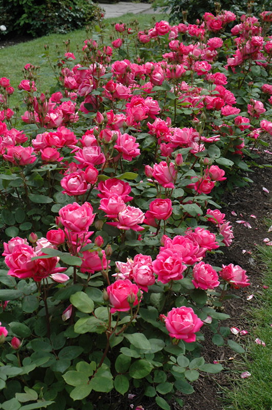 Double Knock Out Rose (Rosa 'Radtko') at Longfellow's Greenhouses