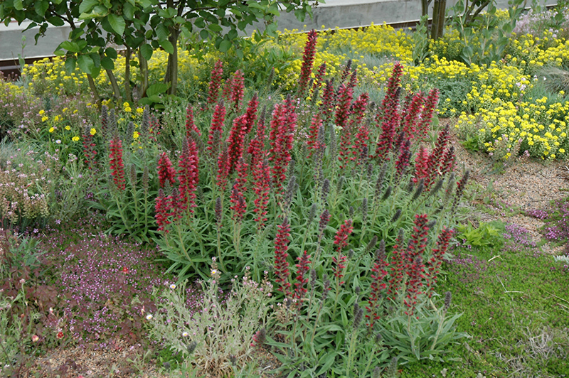 Red Feathers (Echium amoenum) at Longfellow's Greenhouses