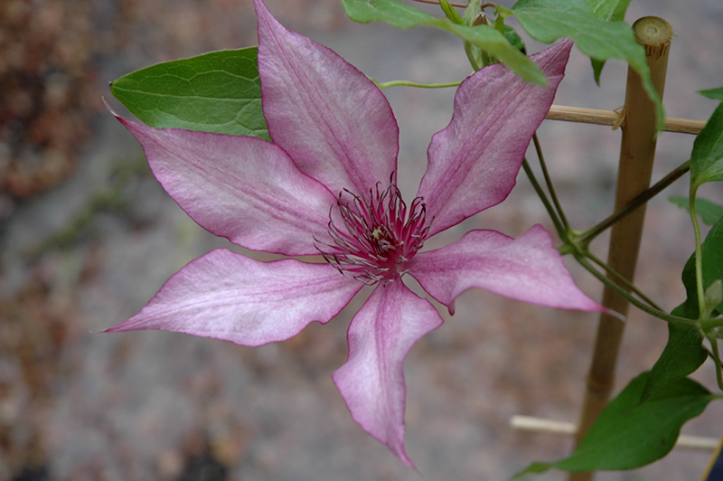 Giselle Clematis (Clematis 'Evipo051') at Longfellow's Greenhouses