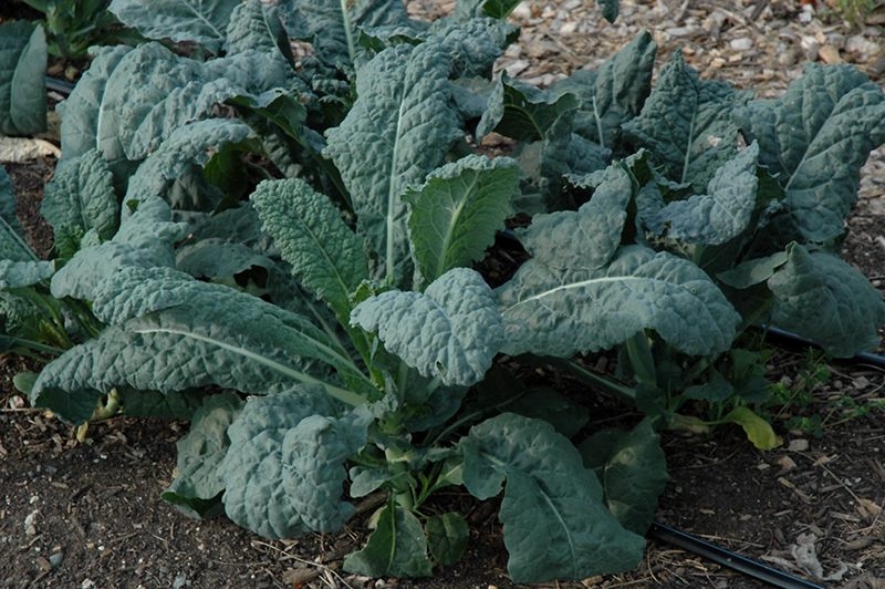 Toscano Kale (Brassica oleracea var. sabellica 'Toscano') at Longfellow's Greenhouses