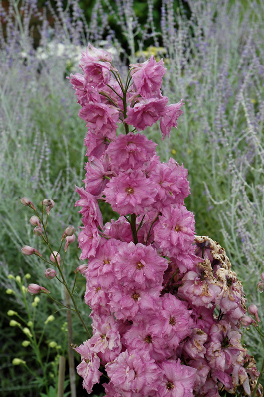 Pink Punch Larkspur (Delphinium 'Pink Punch') at Longfellow's Greenhouses