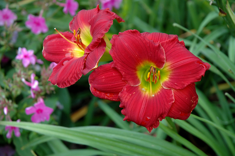 Happy Ever Appster Red Hot Returns Daylily (Hemerocallis 'Red Hot Returns') at Longfellow's Greenhouses