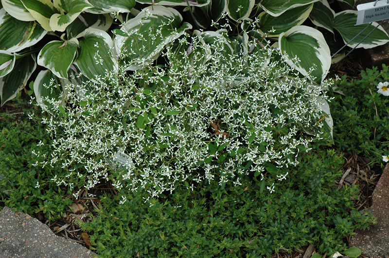 Diamond Frost Euphorbia (Euphorbia 'INNEUPHDIA') at Longfellow's Greenhouses