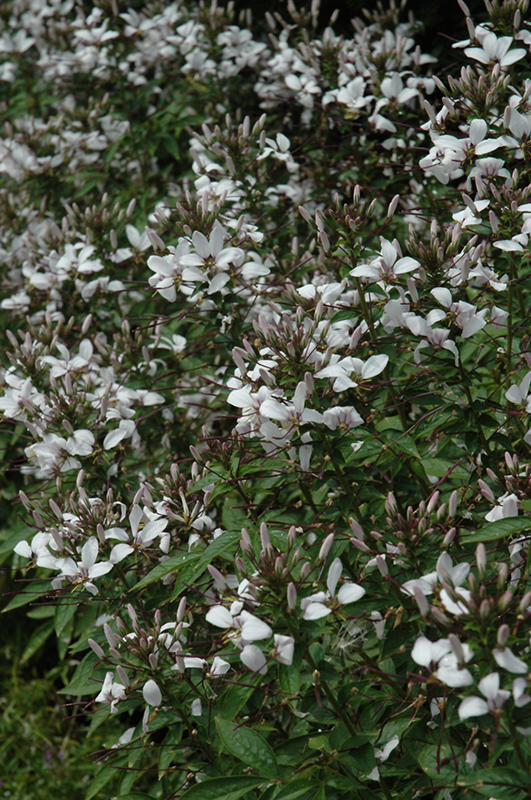 Senorita Blanca Spiderflower (Cleome 'INCLESBIMP') at Longfellow's Greenhouses
