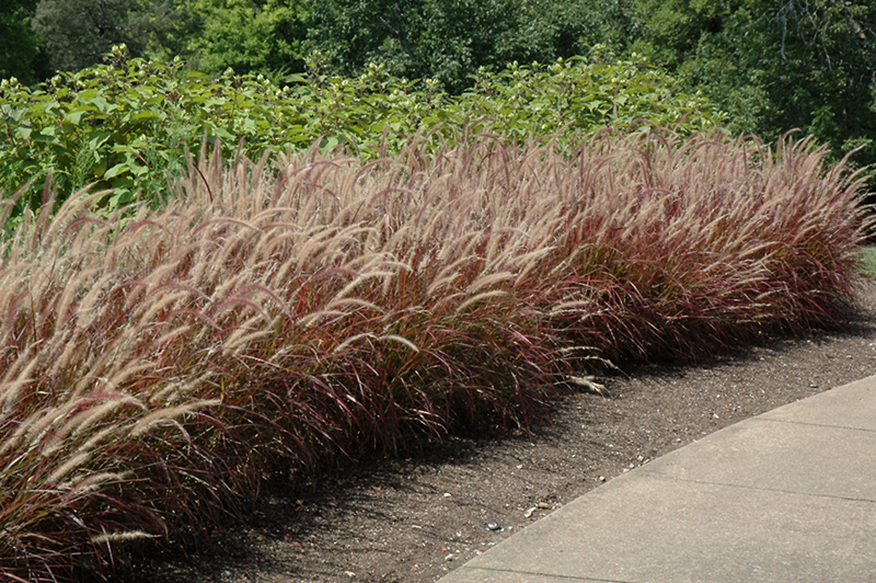 Purple Fountain Grass (Pennisetum setaceum 'Rubrum') at Longfellow's Greenhouses