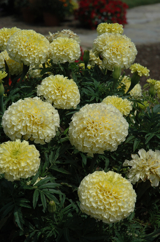 Vanilla Marigold (Tagetes erecta 'Vanilla') at Longfellow's Greenhouses