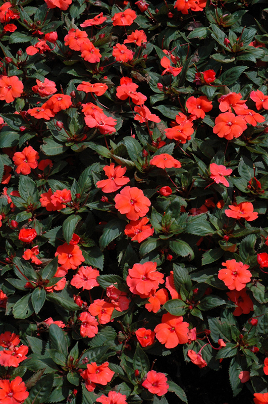 SunPatiens Compact Hot Coral New Guinea Impatiens (Impatiens 'SunPatiens Compact Hot Coral') at Longfellow's Greenhouses