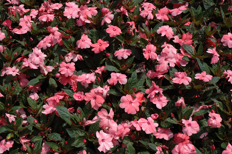 SunPatiens Compact Coral Pink New Guinea Impatiens (Impatiens 'SunPatiens Compact Coral Pink') at Longfellow's Greenhouses