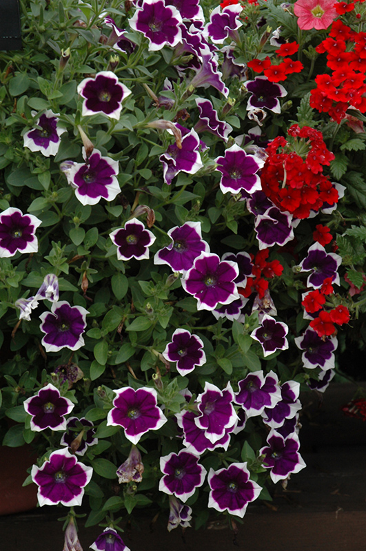 Cascadias Rim Violet Petunia (Petunia 'Cascadias Rim Violet') at Longfellow's Greenhouses