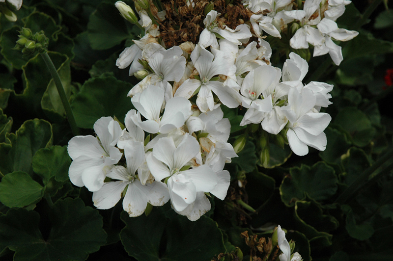 Rocky Mountain White Geranium (Pelargonium 'Rocky Mountain White') at Longfellow's Greenhouses
