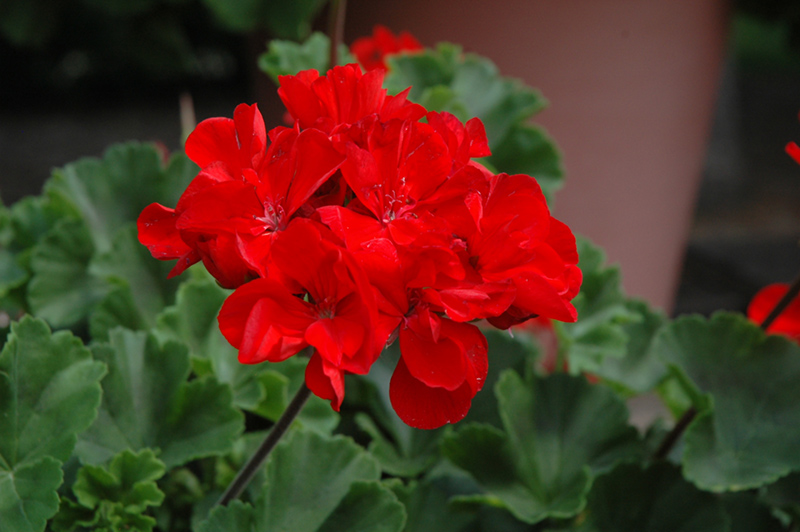 Tango Dark Red Geranium (Pelargonium 'Tango Dark Red') at Longfellow's Greenhouses
