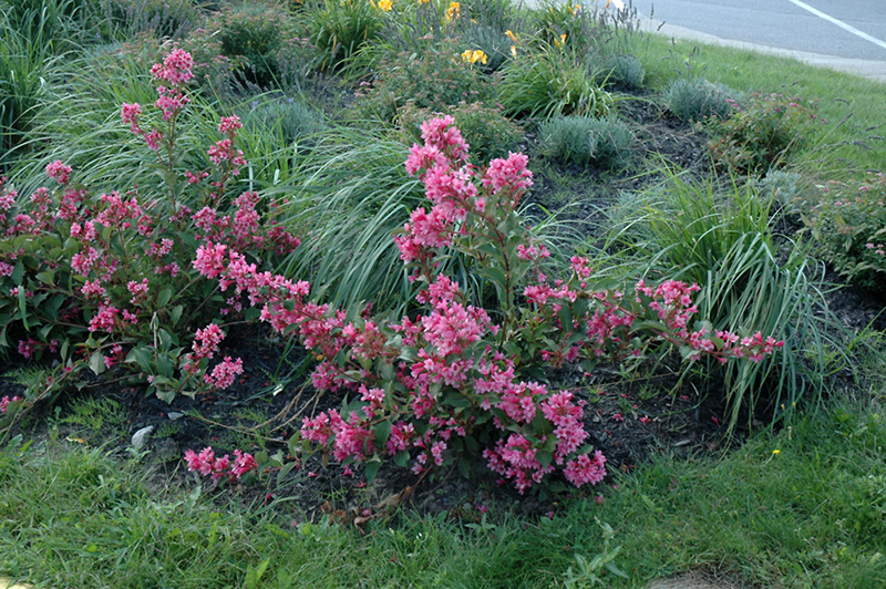 Sonic Bloom Pink Weigela (Weigela florida 'Bokrasopin') at Longfellow's Greenhouses