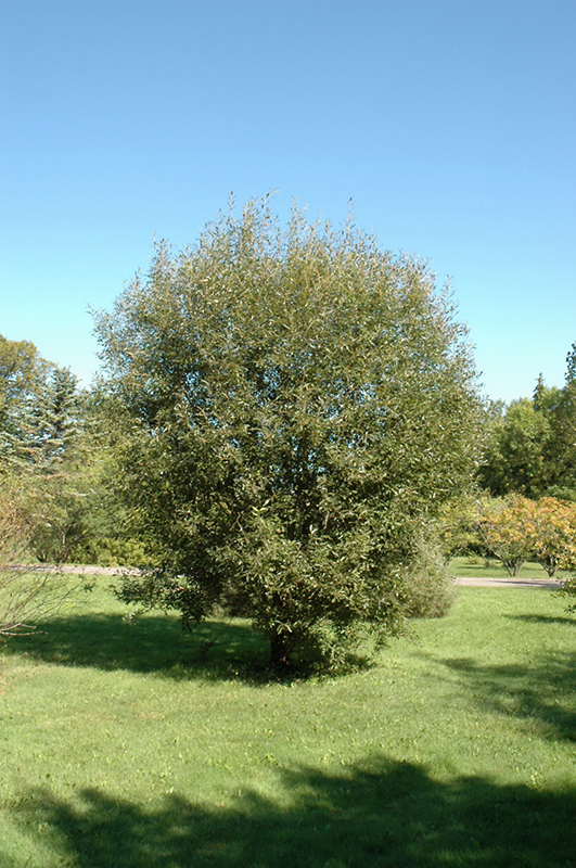 Pussy Willow (Salix discolor) at Longfellow's Greenhouses