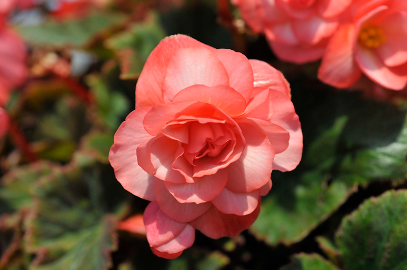Double Delight Blush Rose Begonia (Begonia 'KERBESPIROS') at Longfellow's Greenhouses