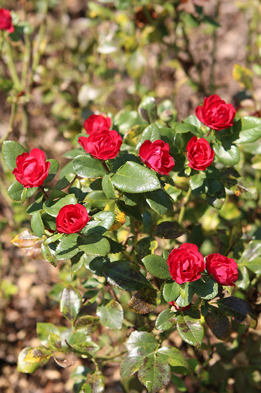 Petite Knock Out Rose (Rosa 'Meibenbino') at Longfellow's Greenhouses